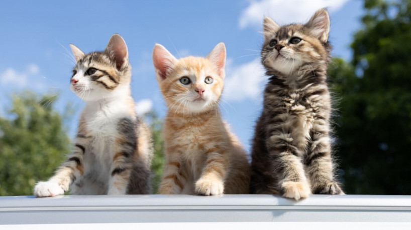 Os feromônios desempenham um papel vital na comunicação, na marcação territorial e no comportamento social desses felinos (Imagem: Anna Pasichnyk | Shutterstock)