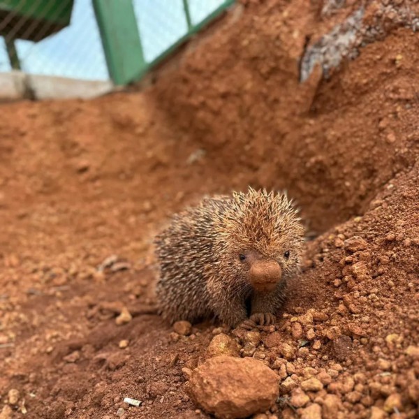 O porco-espinho foi atacado por quatro cachorros, mas se defendeu e lutou contra os cães na cidade de Araguari, em Belo Horizonte 