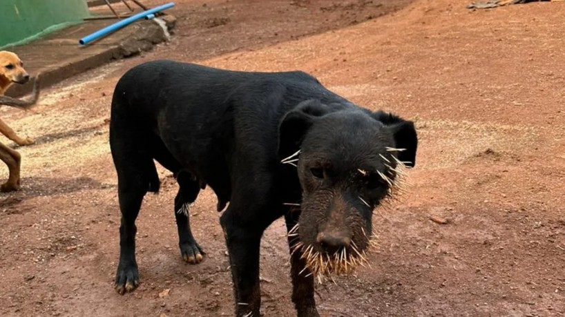 Os cachorros foram encontrados com espinhos no focinho e na boca. Já o porco-espinho estava com um ferimento na cauda