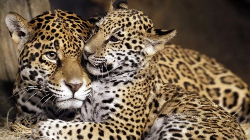 Estudante de 17 anos gravou o nascimento do filhote de on&ccedil;a-pintada. Imagem para fins ilustrativos 