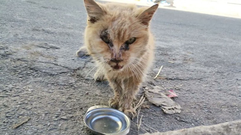 A gatinha esbanja uma boa sa&uacute;de
