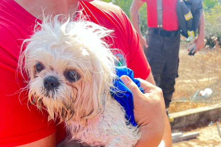 Cadela não ficou ferida
