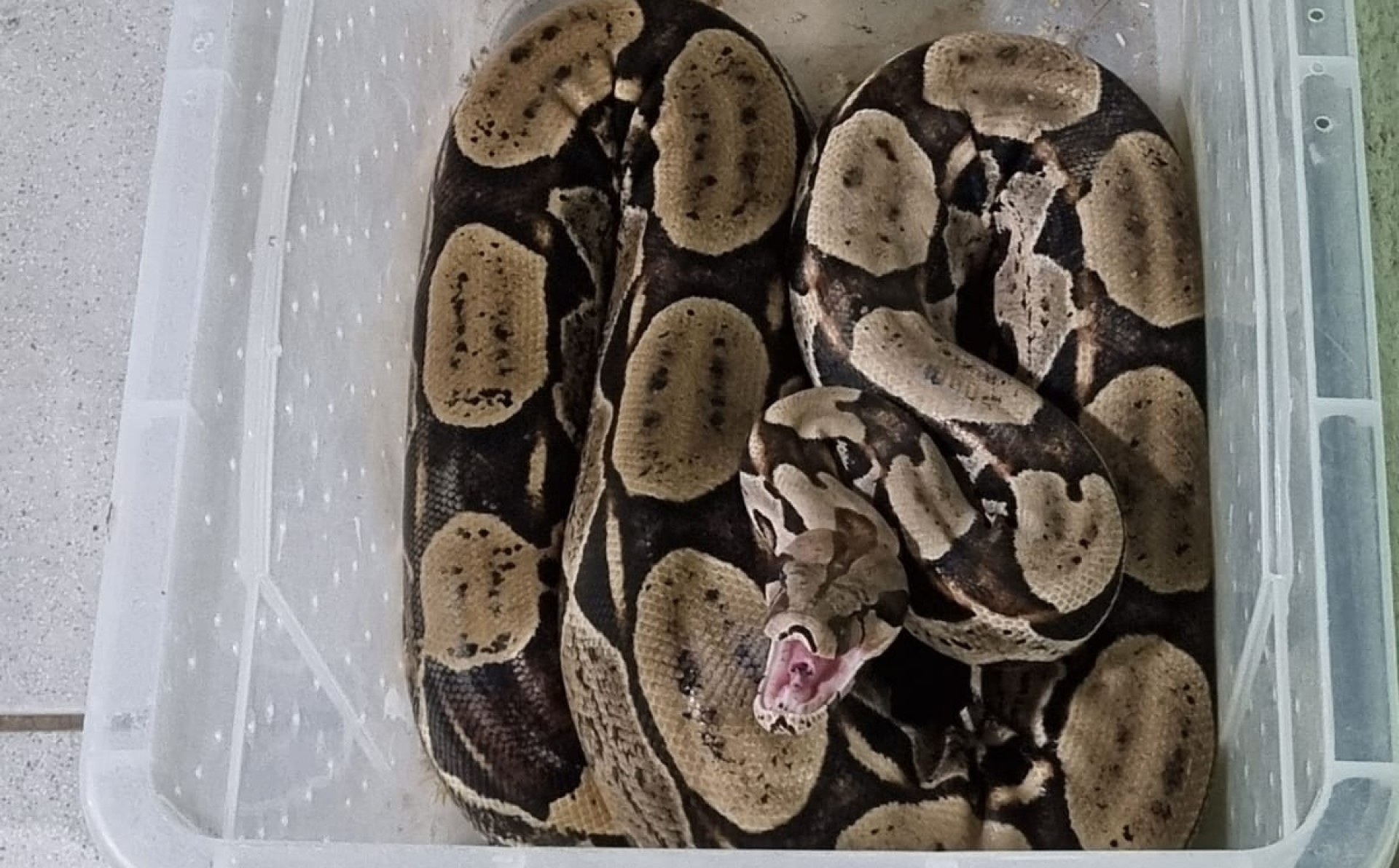 A cobra foi encontrada em uma residência na zona rural do Crato e foi levada para a ONG BiodiverSe