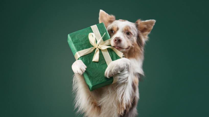Presentes para o cachorro podem ser interessantes para o animal e para o tutor (Imagem: dezy | Shutterstock)