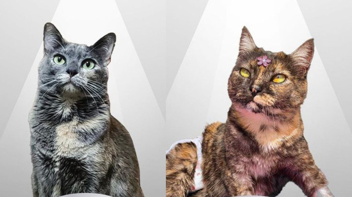 Catarina e Cora receberam o segundo e terceiro lugar, respectivamente