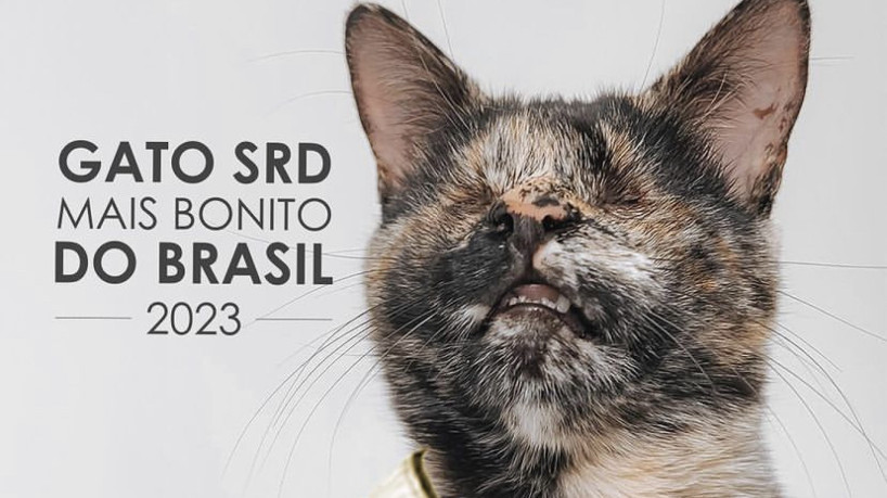 A gata Vick foi eleita por voto popular como a gata SRD mais linda do Brasil