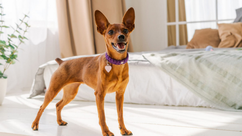 O pinscher miniatura é uma raça pequena e cheia de energia (Imagem: Pereslavtseva Katerina | Shutterstock)