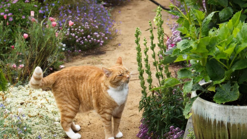 Substâncias encontradas em algumas plantas podem ser tóxicas para os pets (Imagem: keldridge | Shutterstock)