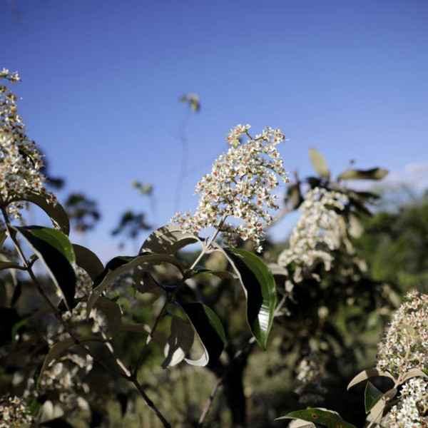 Cavalcante (GO) 12/09/2023 - Vista do cerrado na Comunidade quilombola Kalunga do Engenho II. O cerrado é um dos cinco grandes biomas do Brasil, cobrindo cerca de 25% do território nacional e perfazendo uma área entre 1,8 e 2 milhões de km2 Foto: Joédson Alves/Agência Brasil