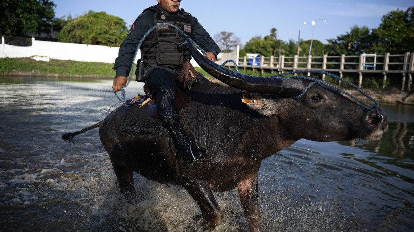 Policial monta Búfalo-d'água na Ilha de Marajó