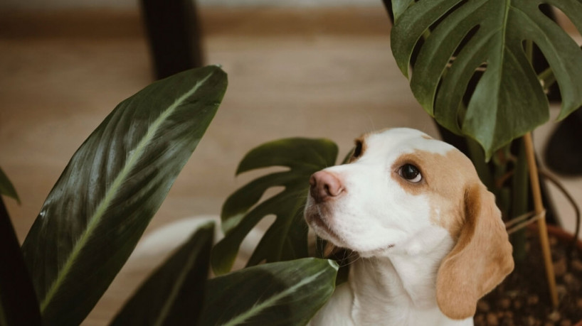 É importante escolher cuidadosamente as plantas, garantindo que sejam seguras para os cachorros (Imagem: Ulrika Merk | Shutterstock)