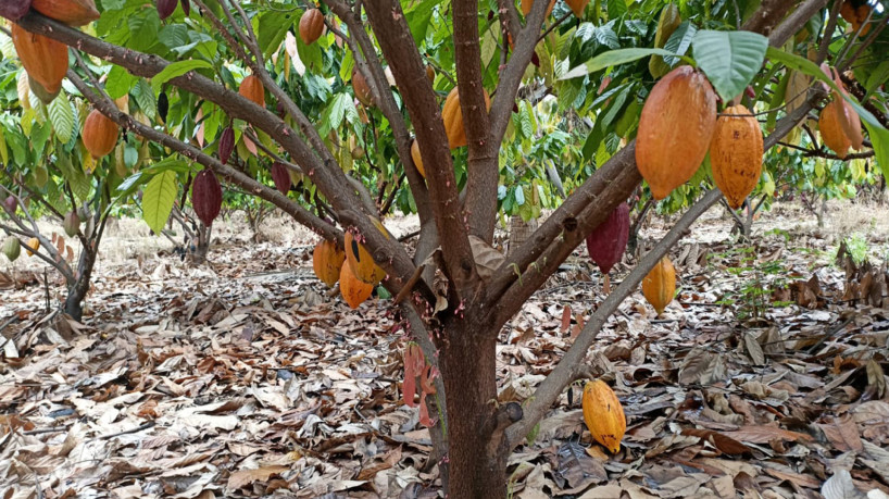 Cacau do Ceará 