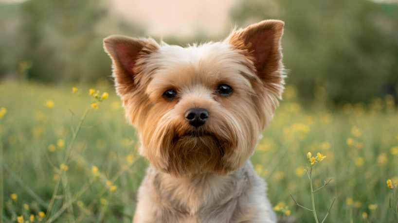 Tosar o pelo do  yorkshire mantém a saúde do pet (Imagem: Anastasia Kachurak | Shutterstock)