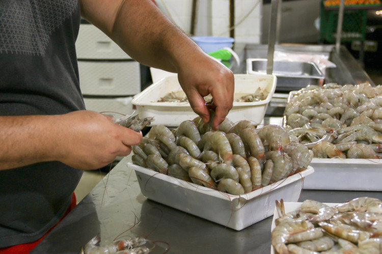 Ceará maior produtor de Camarão do País
