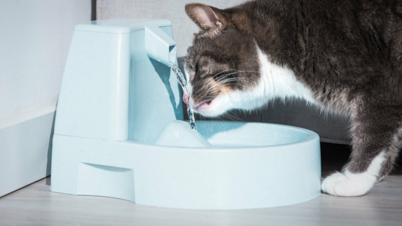 É importante trocar regularmente a água dos gatos para garantir que esteja sempre fresca (Imagem: Creative Cat Studio | Shutterstock)

