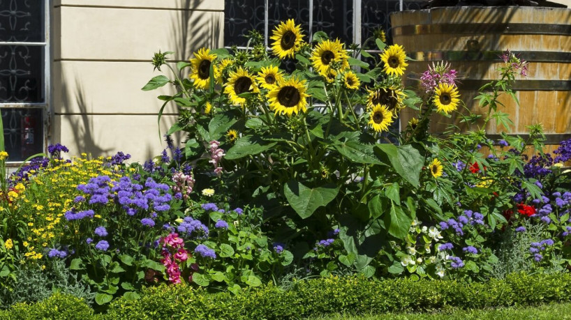 Flores típicas da primavera trazem vida para os ambientes (Imagem: Zuzha | Shutterstock)