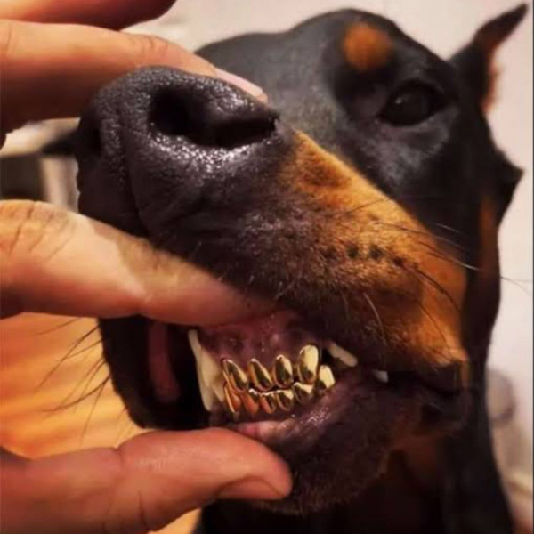 Nego do Borel é alvo de críticas após publicar foto de cachorro com dentes de ouro 