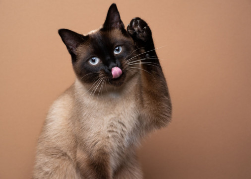 Principal característica do gato siamês é a comunicação