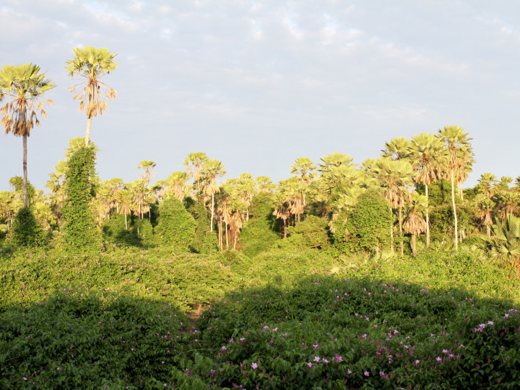 Unha-do-diabo é uma planta trepadeira que envolve e mata a carnaúba