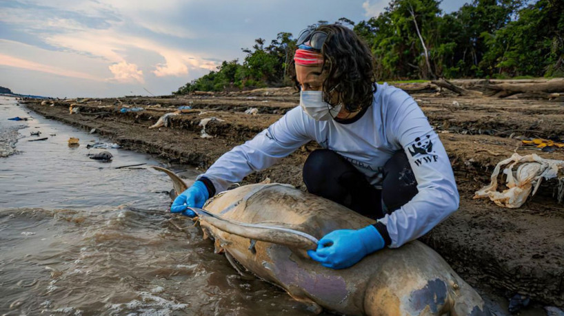 Tefé (AM) 30/09/2023 - Uma pesquisadora fazem medição e coleta de tecidos de botos mortos em lago no município de Tefé, no Amazonas. Para o ICMBio, há indícios de que a seca prolongada e a temperatura elevada na região possa ter causado as mortes dos animais
Foto: MIGUEL MONTEIRO/INSTITUTO MAMIRAUÁ
