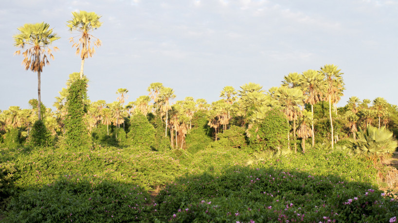 Unha-do-diabo é uma planta trepadeira que envolve e mata a carnaúba