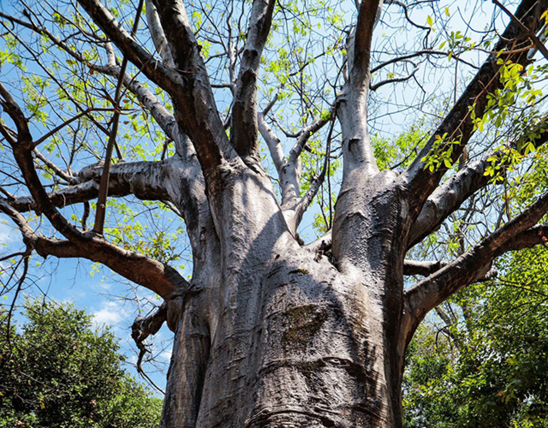 Que tal passear no Passeio?