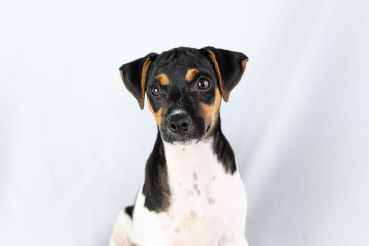 O fox paulistinha é ágil, leal e adora passeios ao ar livre (Imagem: Priscila Iglesias | Shutterstock)