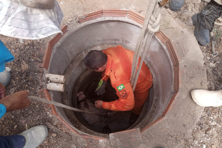 O Corpo de Bombeiros Militar do Estado do Ceará (CBMCE) foi contatado para realizar o salvamento do animal. 