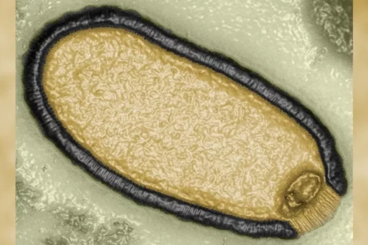Vírus podem ressurgir após 50 mil anos, por causa de mudanças climáticas e descongelamentos de solos; confira 