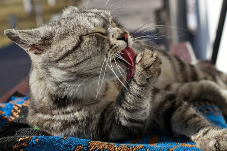 Esporotricose: Os gatos carregam o fungo nas garras, na saliva e no sangue.