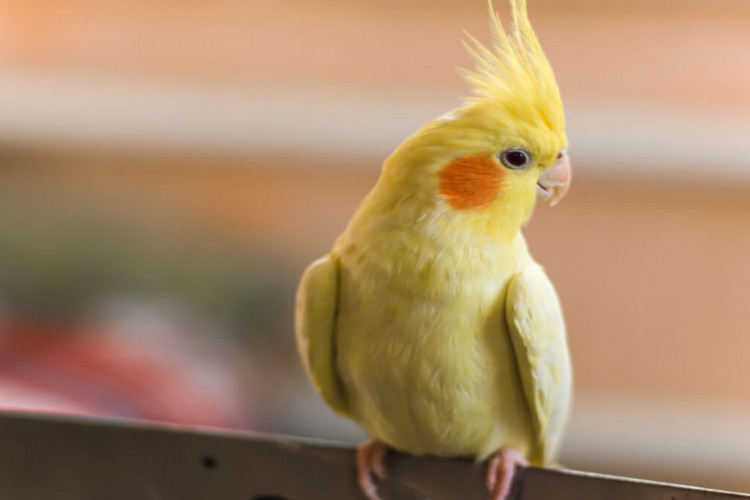 A calopsita lutino se dá muito bem com famílias (Imagem: Daria_vg | Shutterstock)