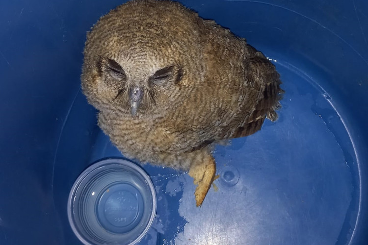 Animal pode ser encontrado nas Américas Central e do Sul