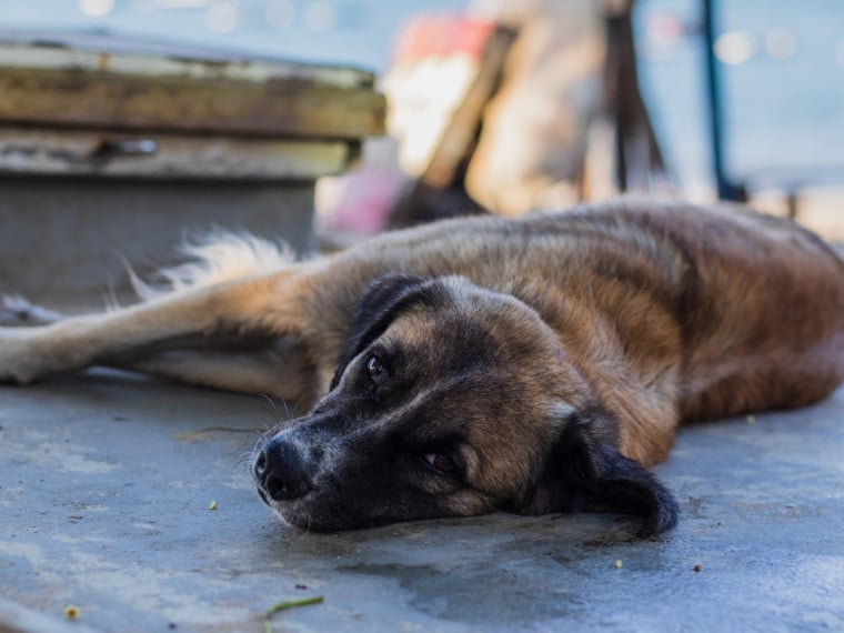 Imagem de apoio ilustrativo. Em 2025, Cear&aacute; teve 1.131 ocorr&ecirc;ncias de maus-tratos de animais