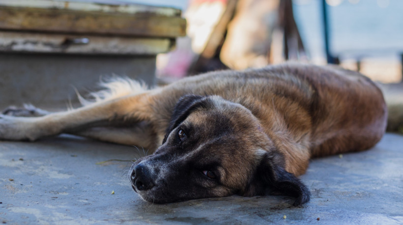 Fortaleza tem mais de 40 mil animais, entre cães e gatos, em situação de abandono