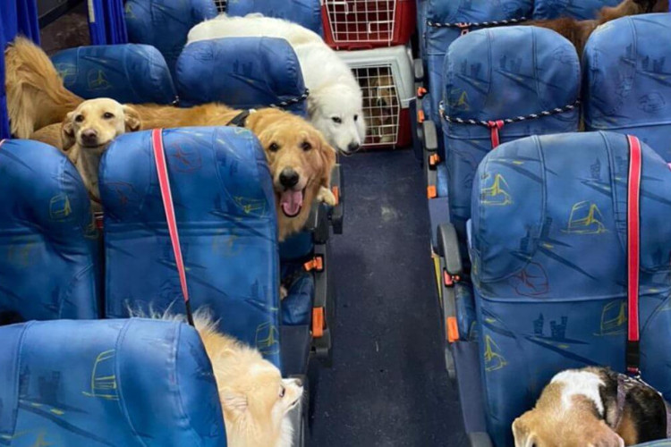 Uma creche de pets chamou a atenção nas redes sociais pelo transporte 