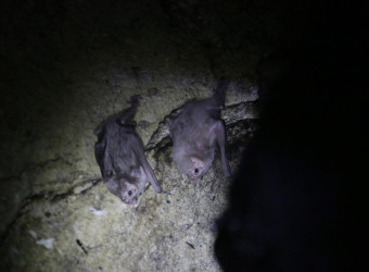 Com isso, eles encontraram 81 espécies de morcegos que ocorrem em cavernas no BR atualmente, ou seja, 44,7% do total de espécies brasileiras. 