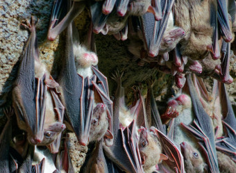 Boa parte das espécies de morcegos comunicam-se em frequências inaudíveis para os humanos, apesar de vez ou outra ouvirmos algo.