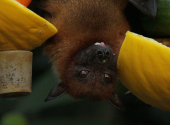 Afinal, morcegos são importantes polinizadores, dispersores de sementes e controladores de pragas.