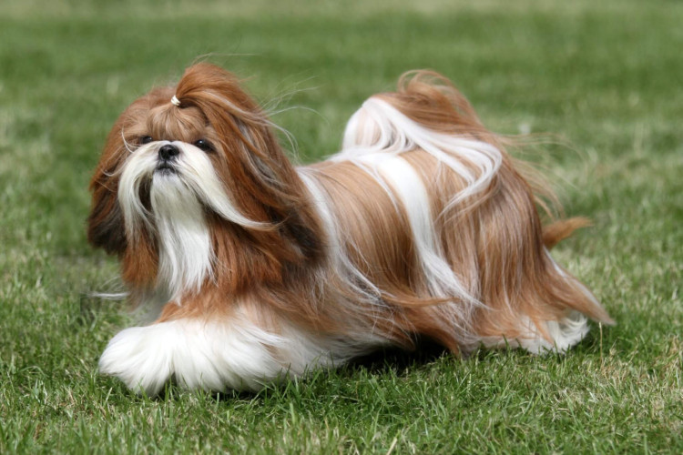 O shih tzu tem raízes tibetanas, mas foi criado na China como cão de companhia para a realeza chinesa (Imagem: Sue Thatcher | Shutterstock)