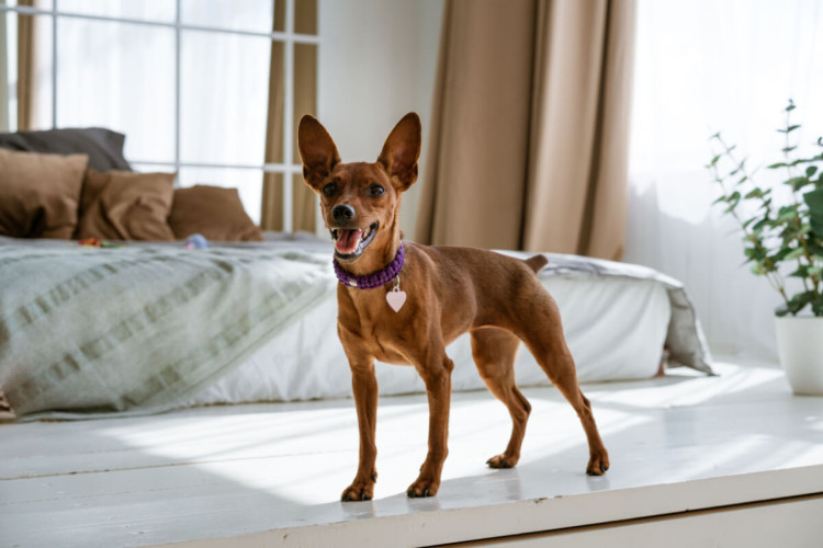 Pinscher  são inteligentes e aprendem rapidamente (Imagem: Pereslavtseva Katerina | Shutterstock)