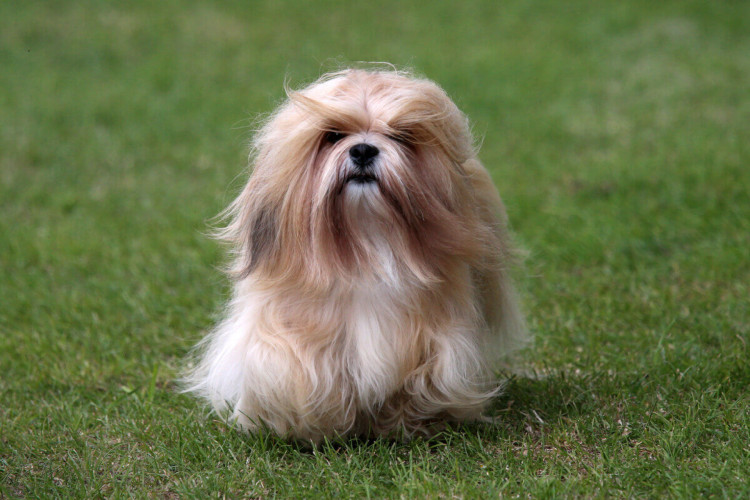 Apesar de seu pequeno porte, o lhasa apso é corajoso e protetor (Imagem: Sue Thatcher | Shutterstock)