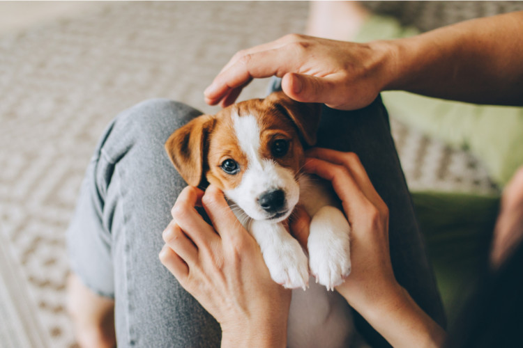 Alguns hábitos do dia a dia podem ajudar a deixar o cachorro mais feliz (Imagem: Inna Skaldutska | Shutterstock)