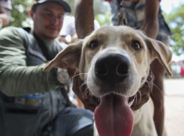 Campanha de Vacinação Antirrábica 2025 em Caucaia será realizada em duas etapas. 