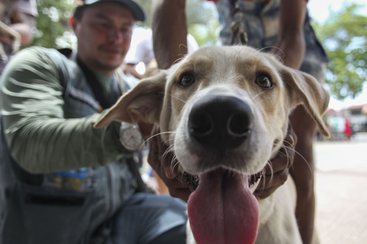 Fortaleza está há 20 anos sem registrar casos de raiva em seres humanos. Dia 