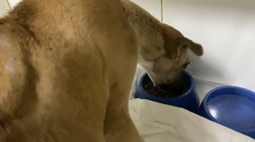 Animal foi resgatado e levado para uma clínica 