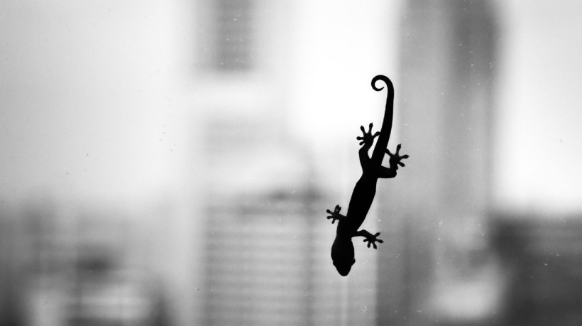 Menino de 11 anos é convencido por madrasta a comer lagartixa 