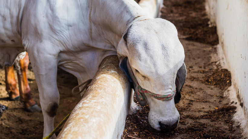 O Brasil tem mais de 70% de suas emissões de metano ligadas à agropecuária