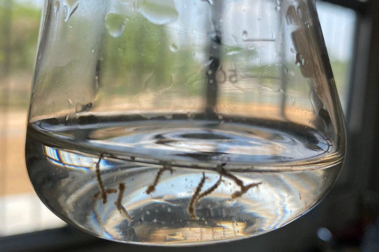 Cientistas da Universidade Federal do Acre descobrem fungos eficazes no combate às larvas do mosquito Aedes aegypti