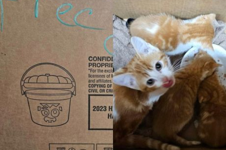 Os gatos foram encontrados por um zelador em uma caixa do McDonald's