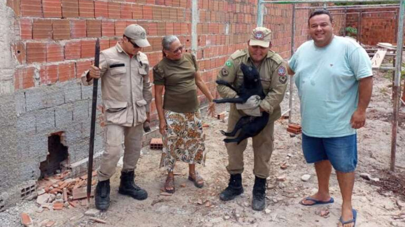 Mais de nove mil animais j&aacute; foram resgatados no Cear&aacute; em 2023